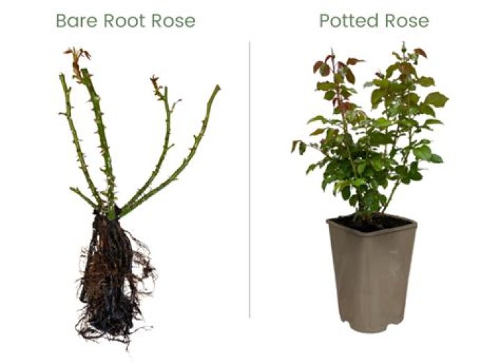 Which is better bare-root or potted roses?