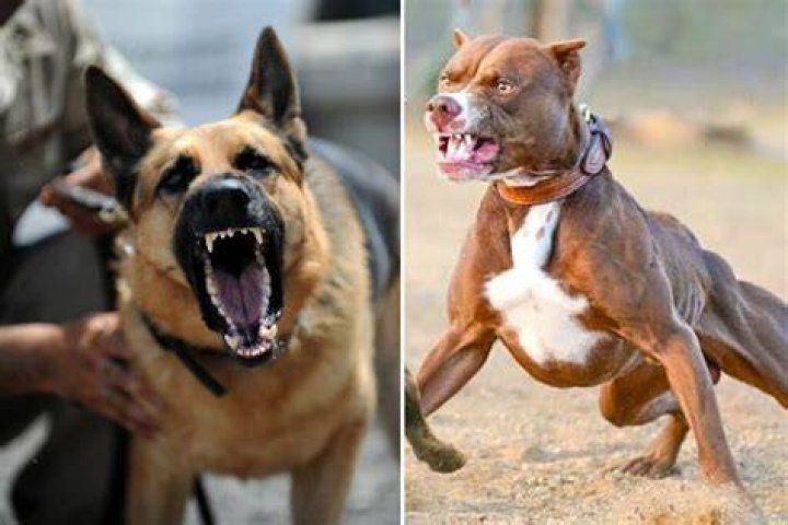 Which is more dangerous German shepherd or pitbull?