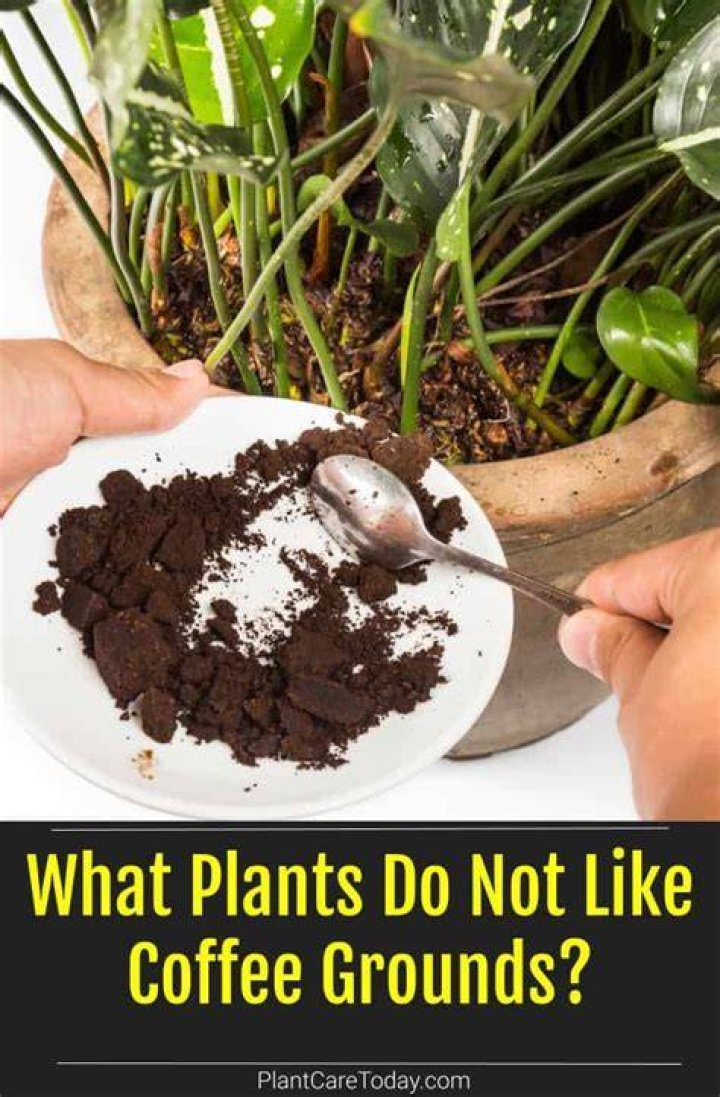 Which plants do not like coffee grounds?