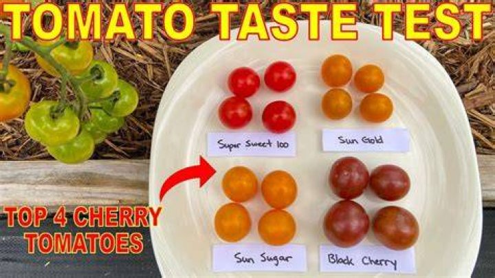 Which type of tomato is the sweetest?