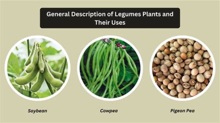 Which vegetables are legumes?