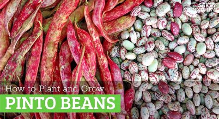 Who invented the pinto bean?