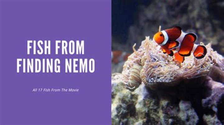 Who says fish got your tongue in Finding Nemo? Archives | PopularAsk.net