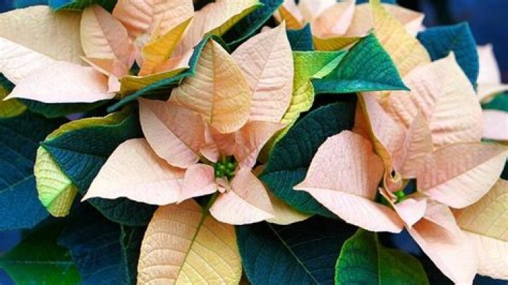 Why are all the leaves falling off my poinsettia?