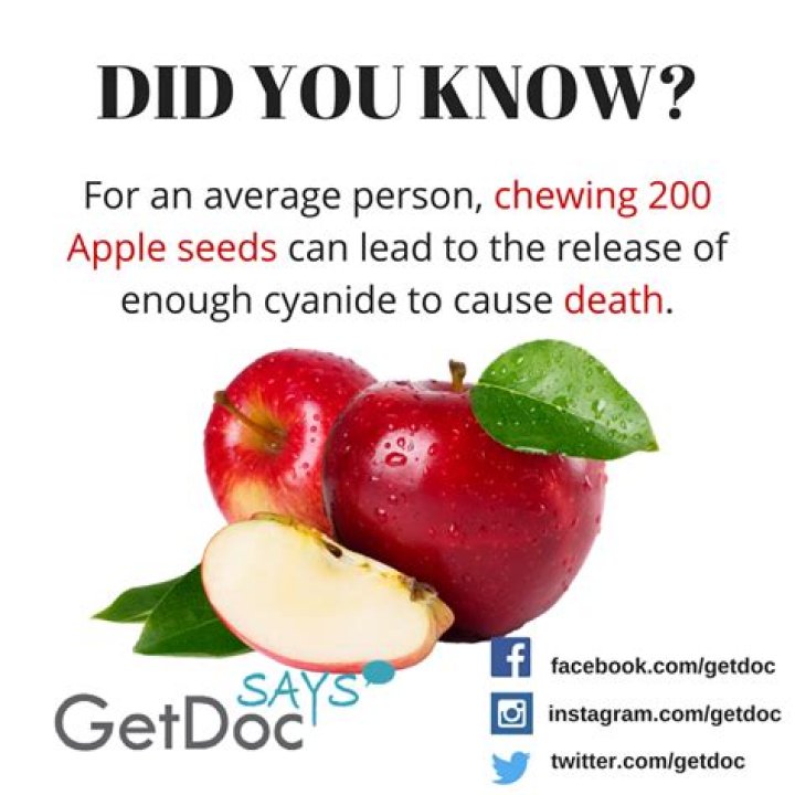 Why are apple seeds bad for birds?