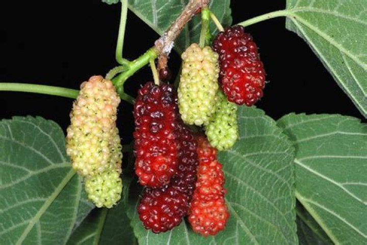 Why are mulberry trees illegal?