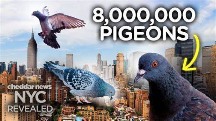 Why are pigeons attracted to me?