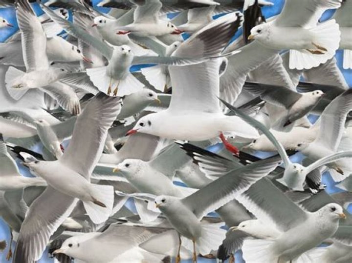 Why are there so many seagulls flying around?