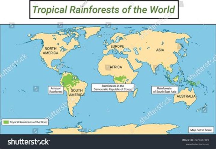 Why are tropical rainforests located where they are?