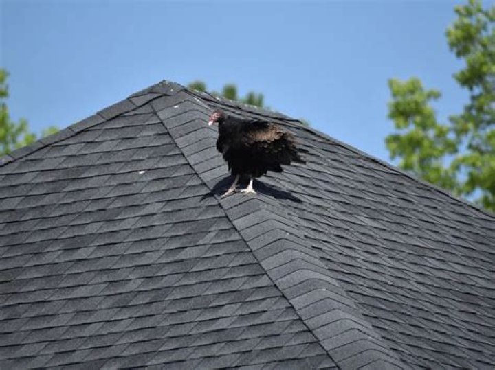 Why are vultures hanging around my house?