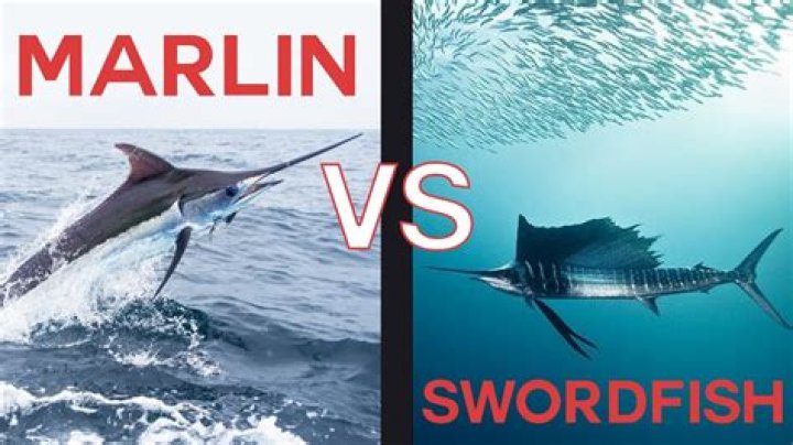 Why can’t you eat a marlin fish?
