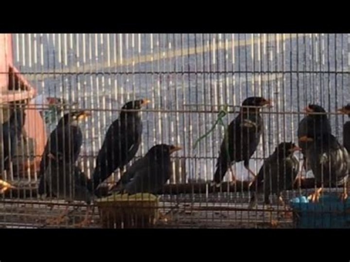 Why do birds cry?