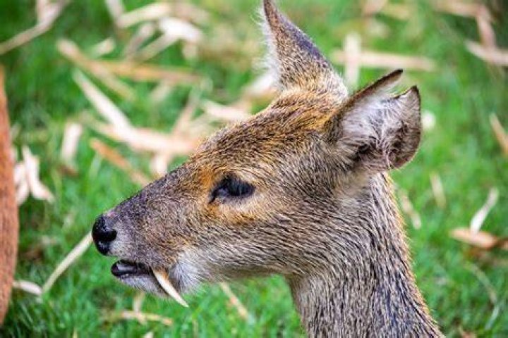 Why do deer have fangs?