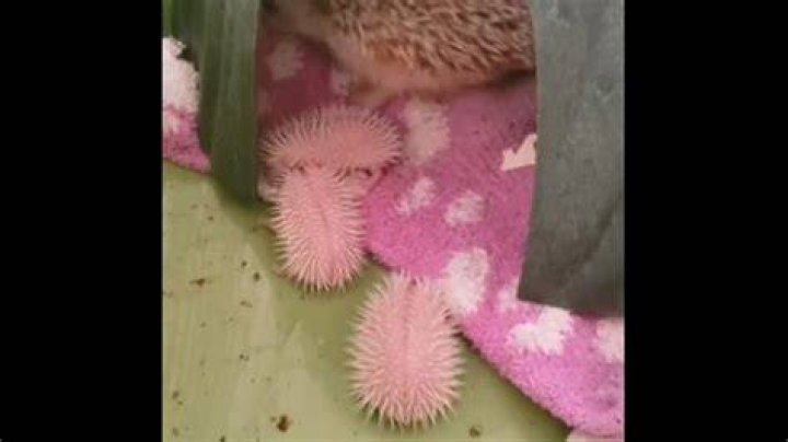 Why do hedgehogs die?
