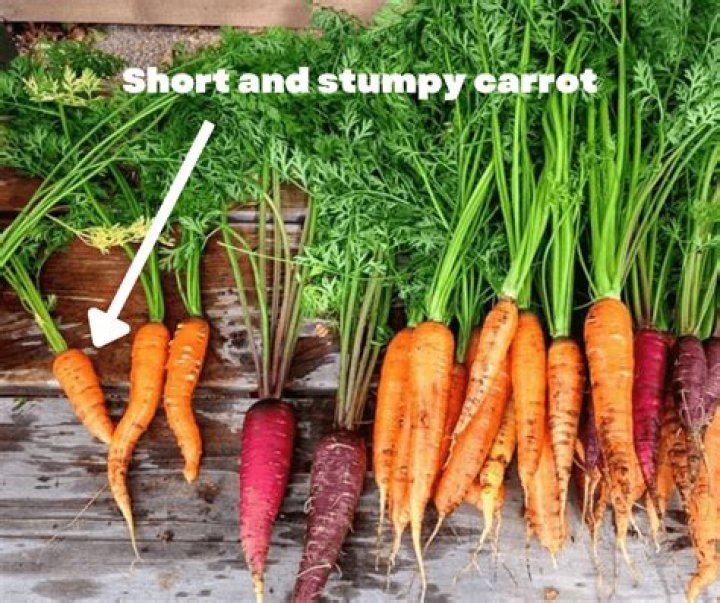 Why do my carrots get soft in the fridge?