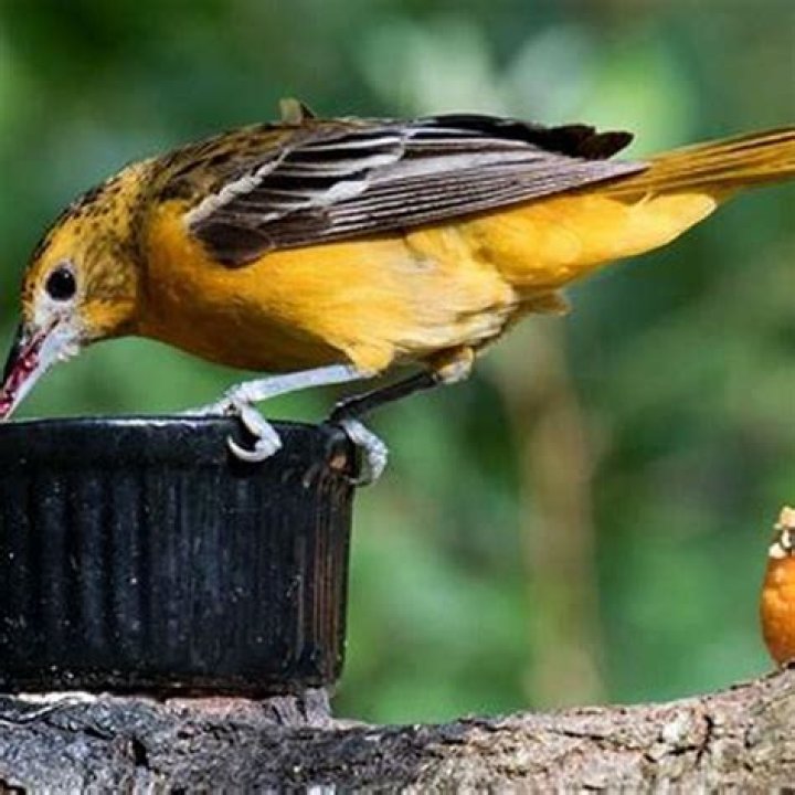 Why do Orioles stop coming to feeders?