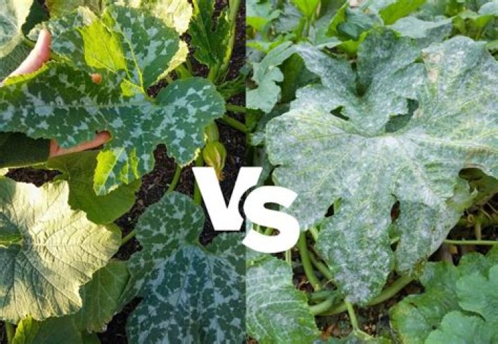 Why do plants lose variegation?