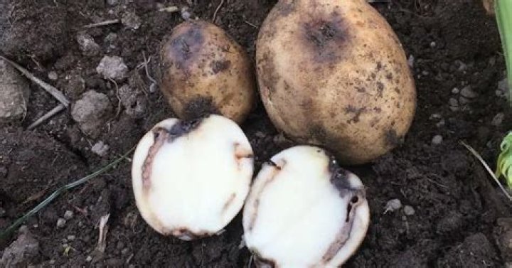 Why do potatoes turn black?