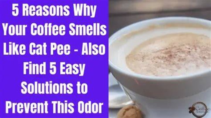 Why does coffee smell like cat pee to me?