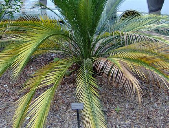 Why does cycad leaves turn yellow?