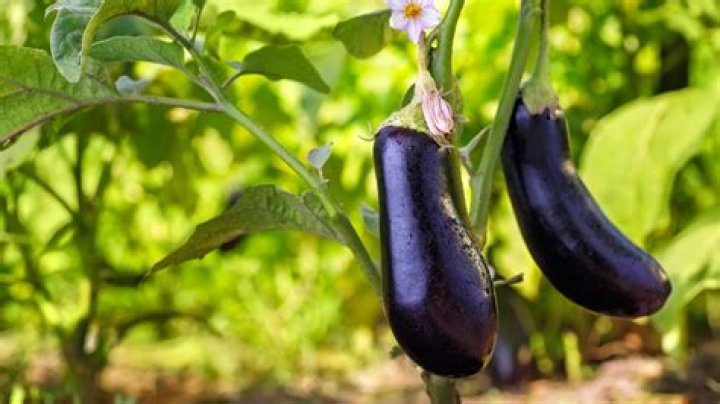 Why does eggplant make me poop?