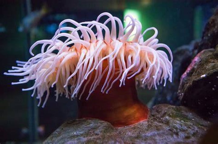 Why does my anemone closed up at night?