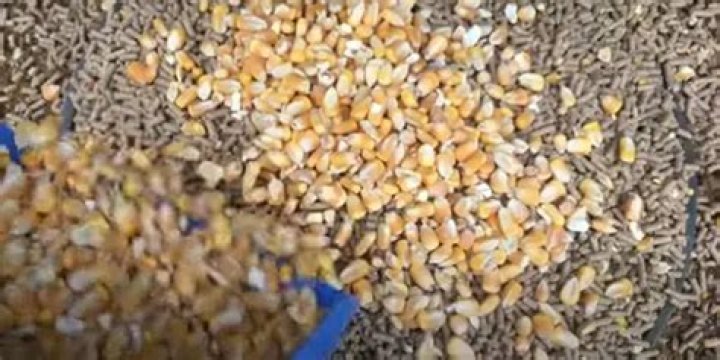 Why is corn bad for chickens?