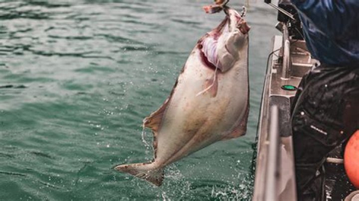 Why is halibut so expensive?
