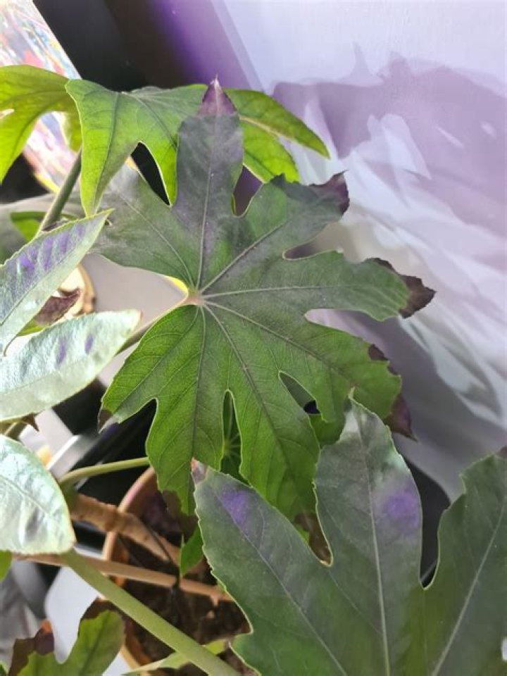 Why is my Fatsia dying?