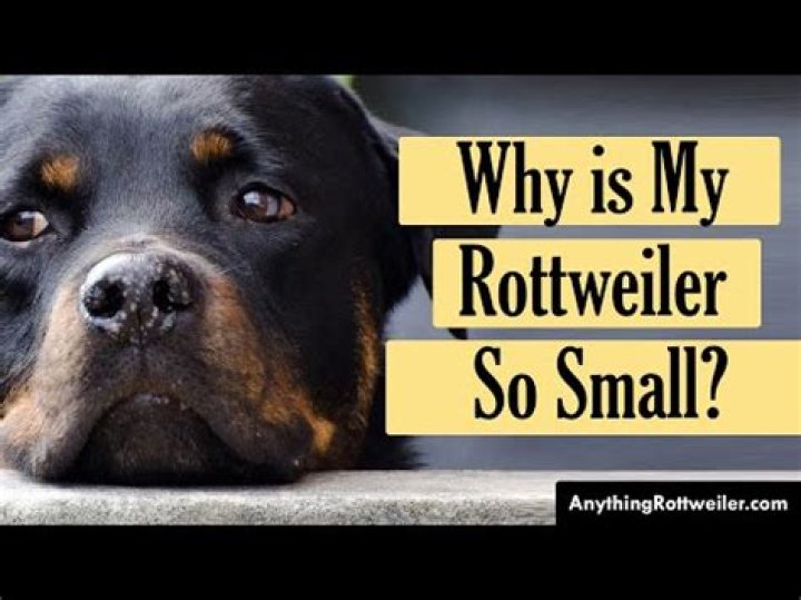 Why is my female Rottweiler so small?