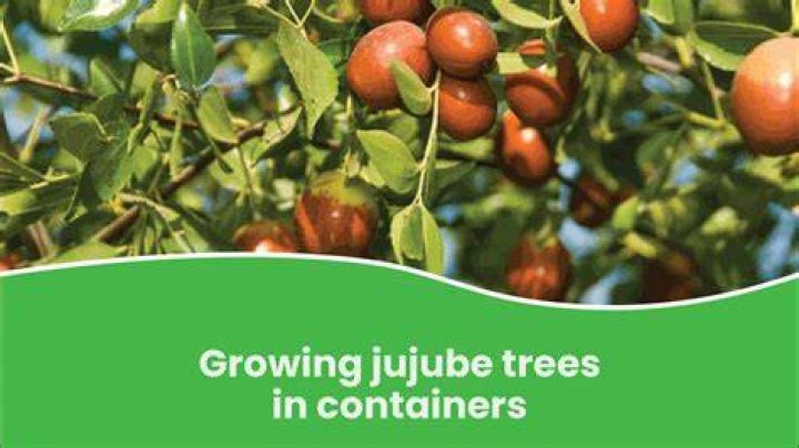 Why is my jujube tree not fruiting?