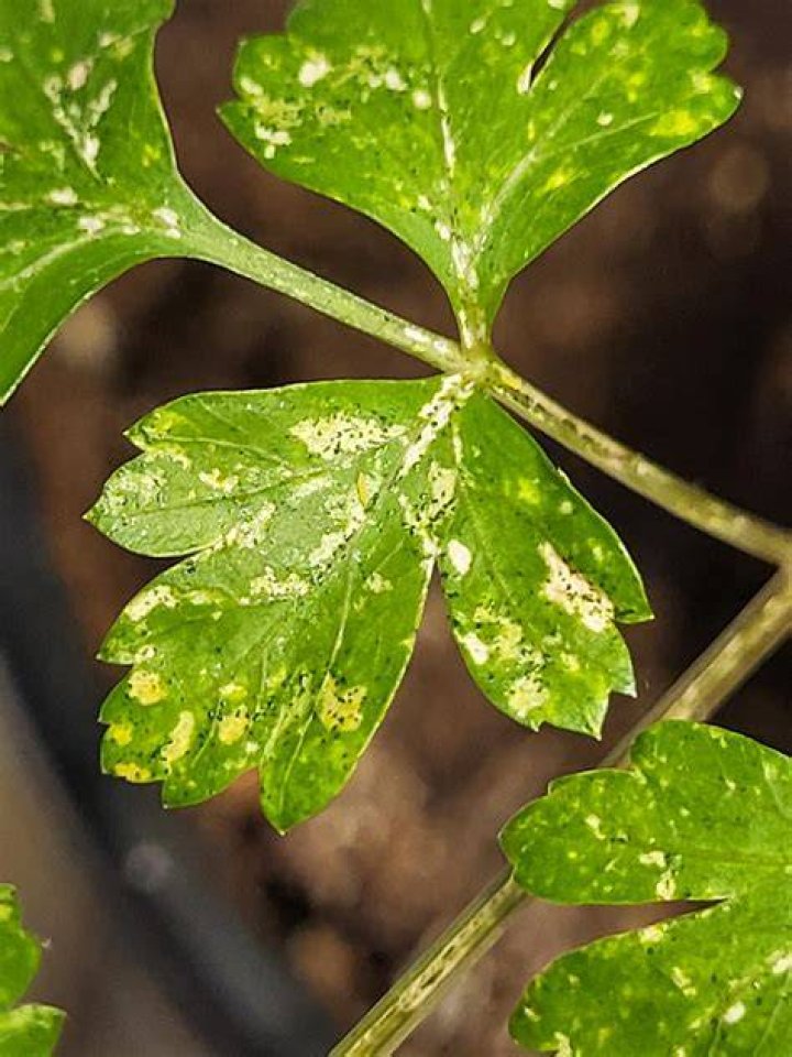 Why is my parsley turning yellow and dying?