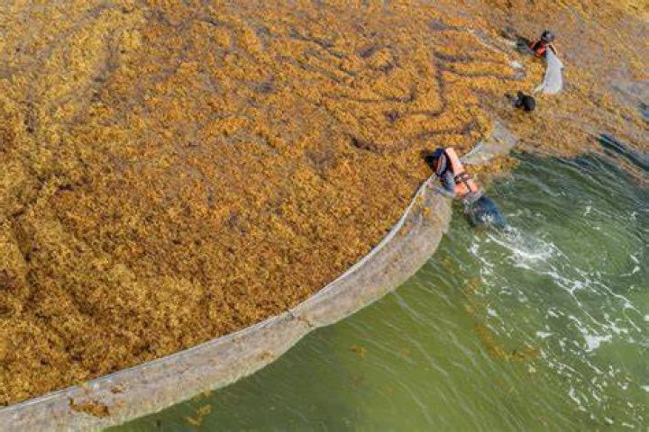 Why is seaweed bad for you?