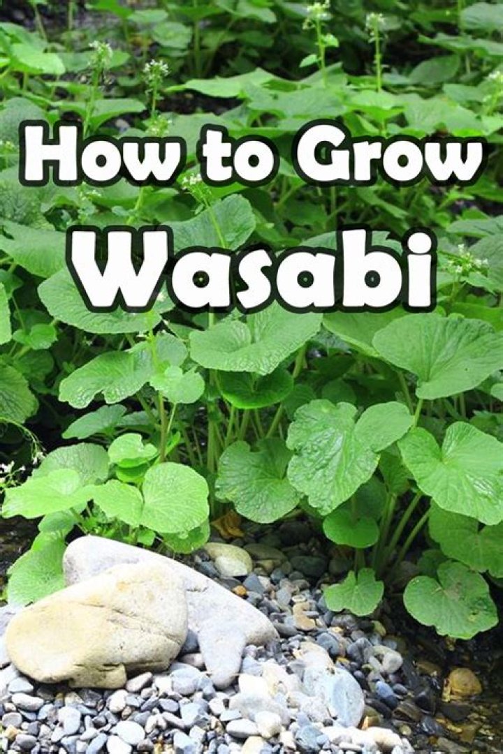 Why is wasabi so difficult to grow?