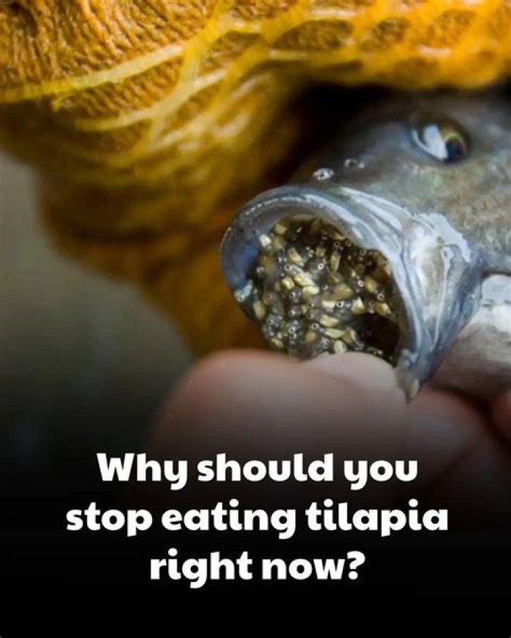 Why should you never eat tilapia?