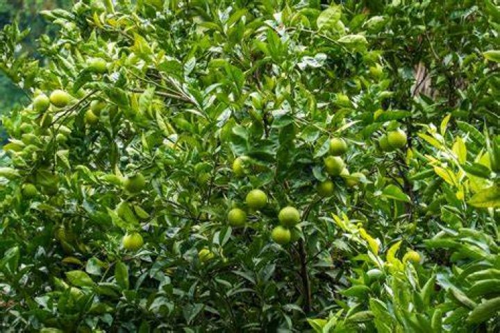 Why were limes only grown in Florida?