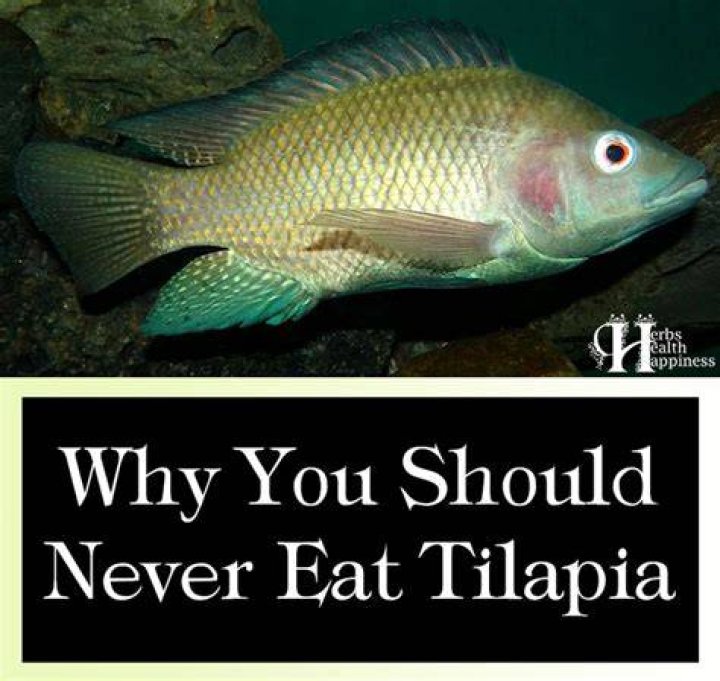 Why you should never eat tilapia?