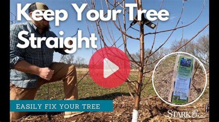 Will a tree straighten itself?