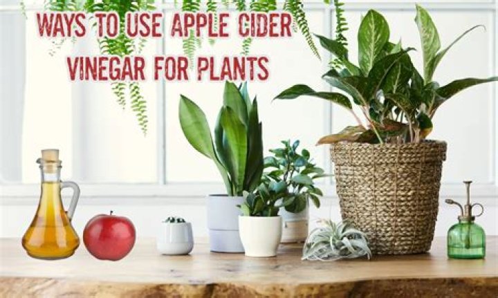 Will Apple cider vinegar kill lice?