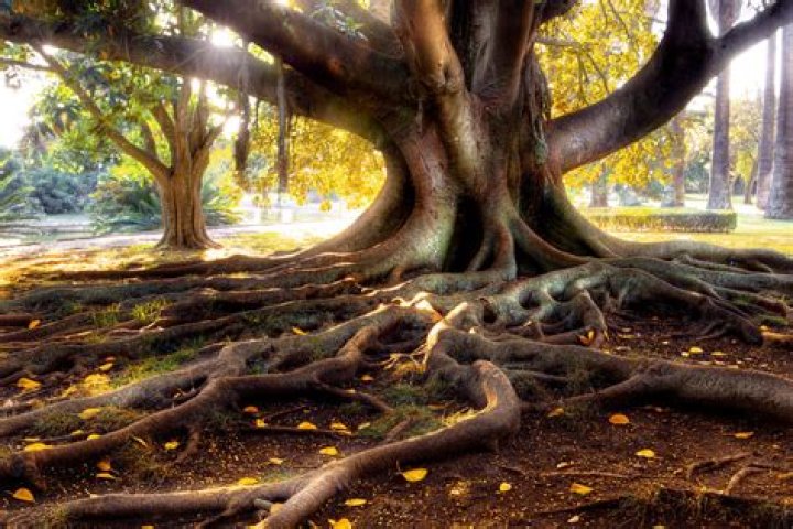 Will bleach kill tree roots in a sewer line?