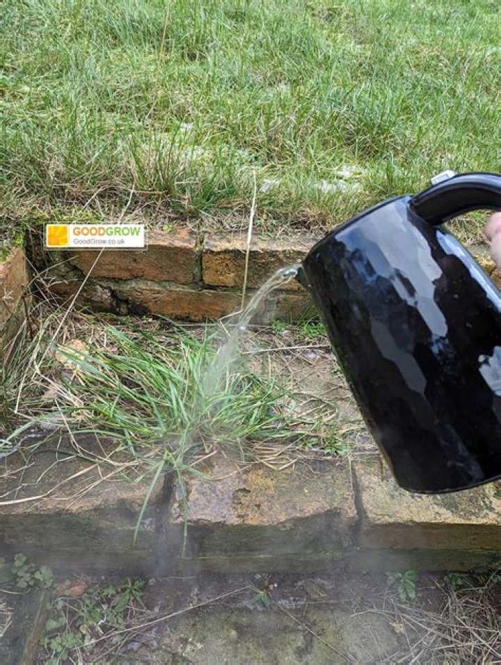 Will boiling water kill grass roots?