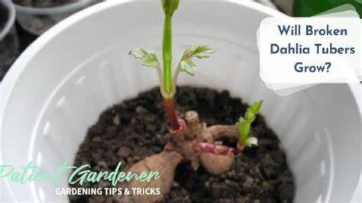 Will broken dahlia tubers grow?