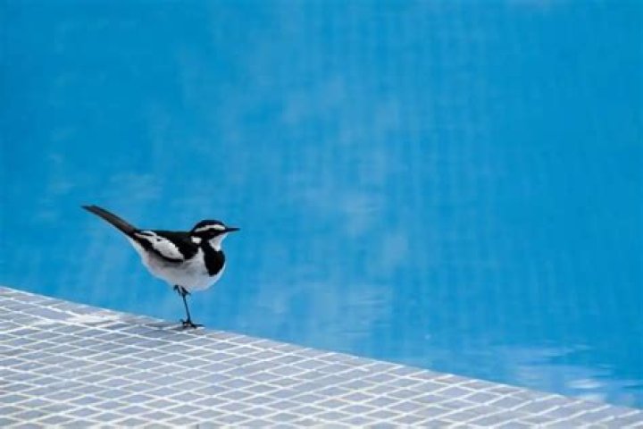 Will chlorine in a fountain harm birds?