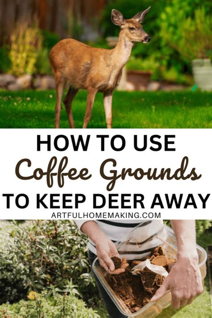 Will coffee grounds keep deer away from hostas?