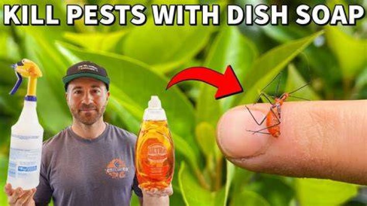 Will dish soap kill potato bugs?