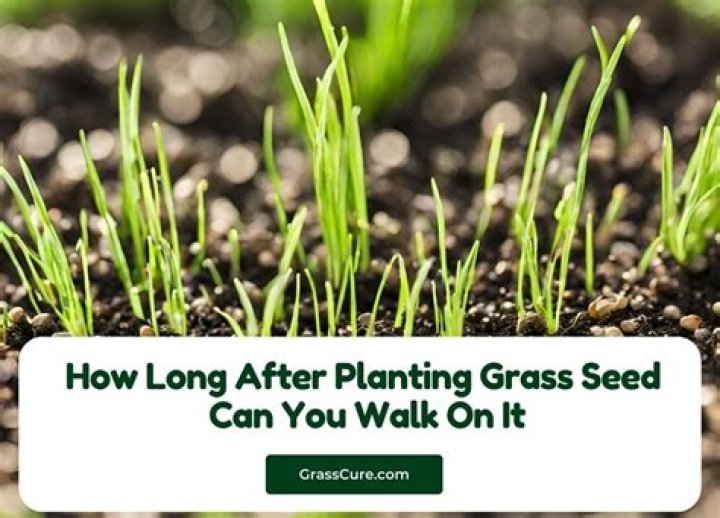 Will grass seed grow if you walk on it?