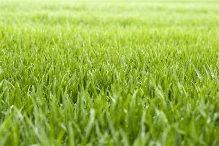Will grass thicken on its own?