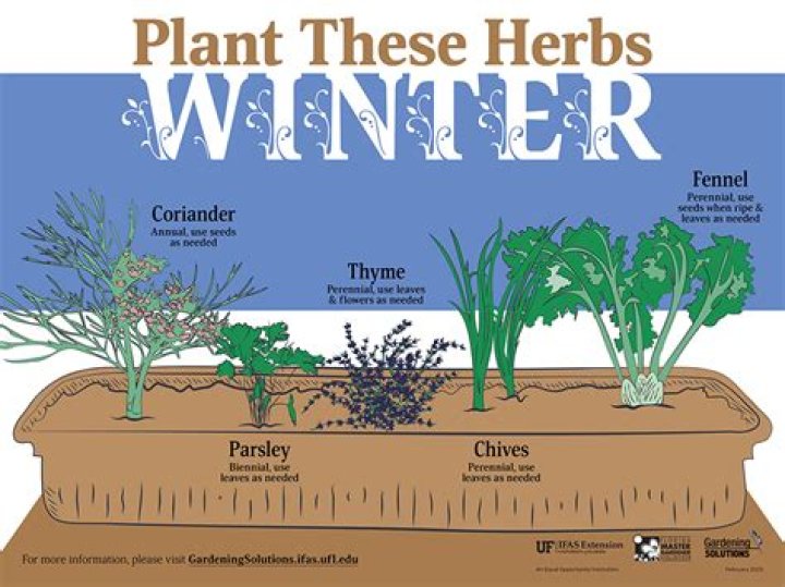 Will herbs survive winter in greenhouse?