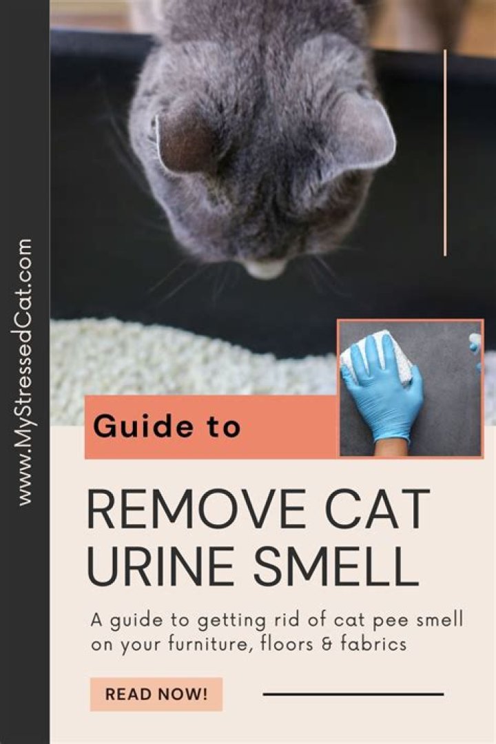 Will painting get rid of cat urine smell?