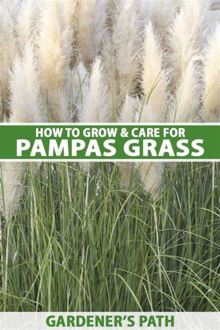 Will pampas grass grow back after burning?